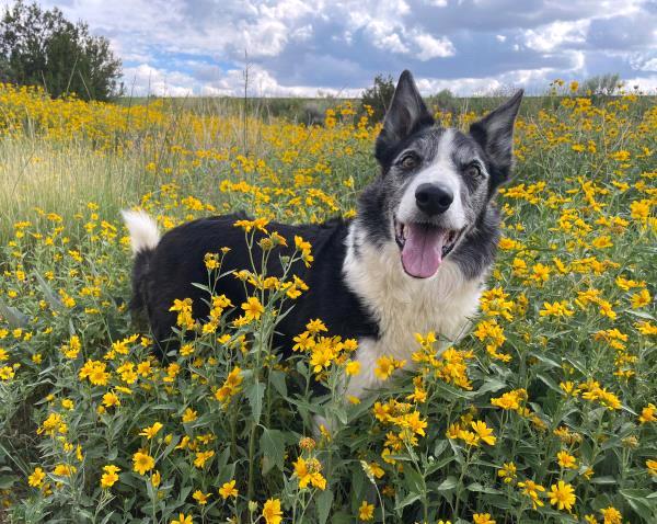 /Images/uploads/Albuquerque Publishing Company/abqjournalpetcontest_finalround2023/entries/25618thumb.jpg